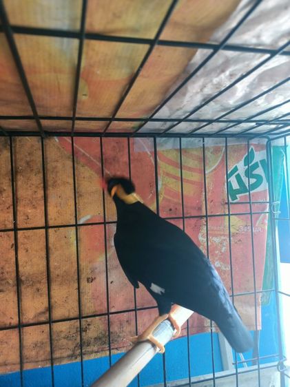 ขุนทองใต้เชื่องมากโตป้อนพูดทั้งวัน รูปที่ 6