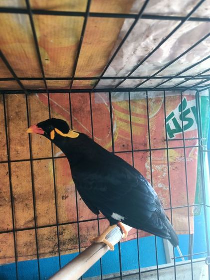 ขุนทองใต้เชื่องมากโตป้อนพูดทั้งวัน รูปที่ 7