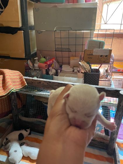 สุนัขชิวาวา รูปที่ 3