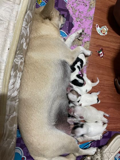 ชิวาวา (Chihuahua) เล็ก สุนัขชิวาวา