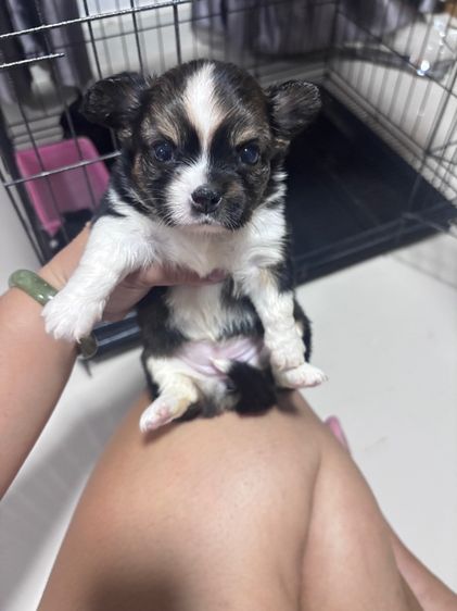 ชิวาว่า