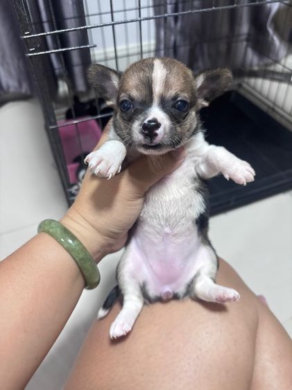 ชิวาว่า รูปที่ 2