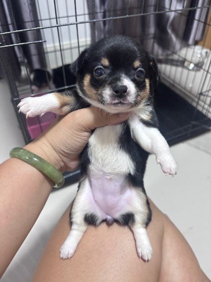 ชิวาว่า รูปที่ 5