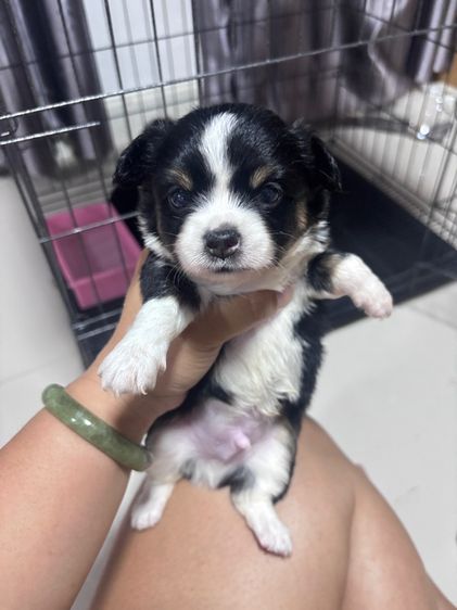 ชิวาว่า รูปที่ 3