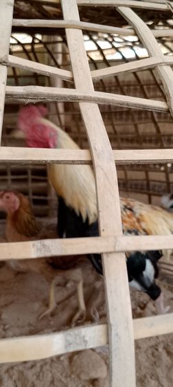 ต้องการขายไก่ชนช่วงเดือนเมษายนนี้มีทั่หมด3ตัว รูปที่ 6