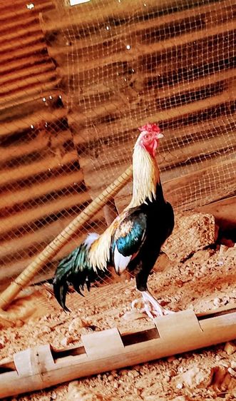 ต้องการขายไก่ชนช่วงเดือนเมษายนนี้มีทั่หมด3ตัว