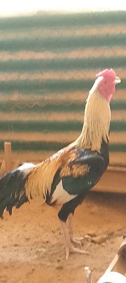 ต้องการขายไก่ชนช่วงเดือนเมษายนนี้มีทั่หมด3ตัว รูปที่ 4