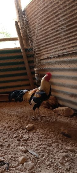 ต้องการขายไก่ชนช่วงเดือนเมษายนนี้มีทั่หมด3ตัว รูปที่ 5