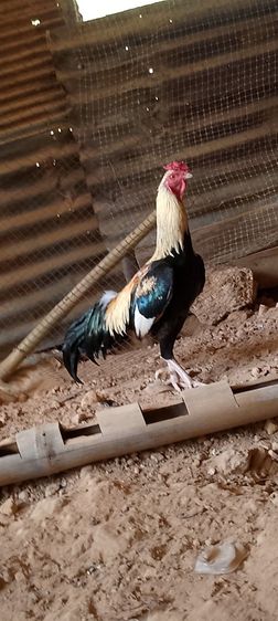 ต้องการขายไก่ชนช่วงเดือนเมษายนนี้มีทั่หมด3ตัว รูปที่ 3