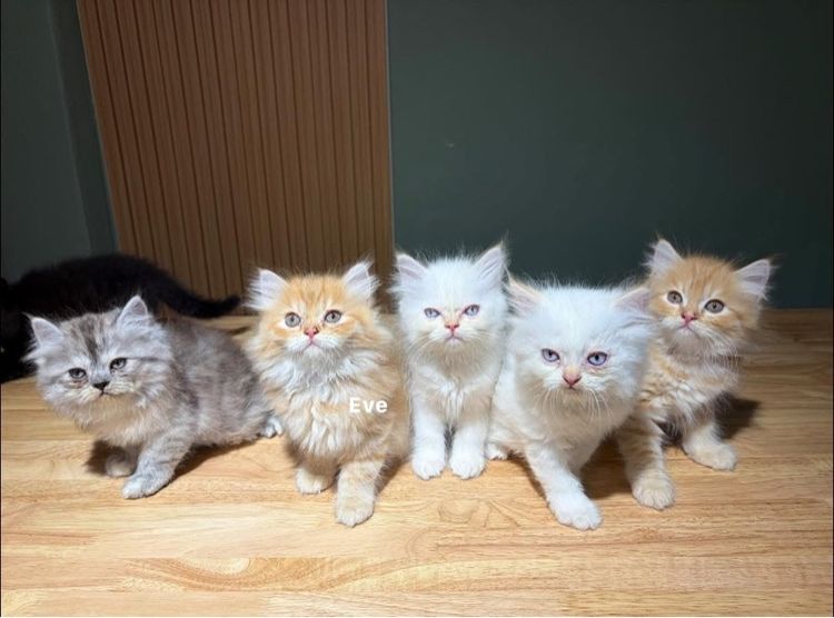 เปอร์เซีย รูปที่ 3