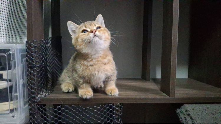 เสือน้อย รูปที่ 3