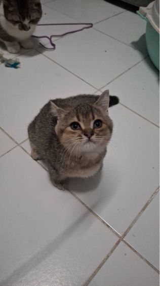 เสือน้อย รูปที่ 7