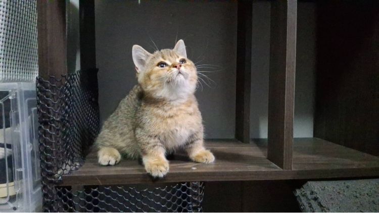 เสือน้อย รูปที่ 2