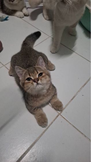 เสือน้อย รูปที่ 9