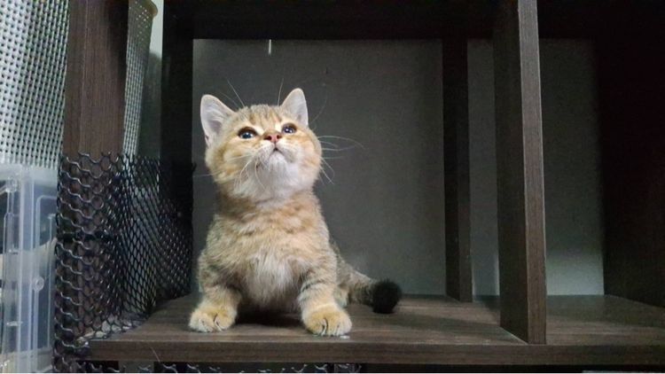 เสือน้อย รูปที่ 5