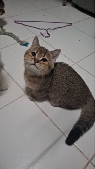 เสือน้อย รูปที่ 6