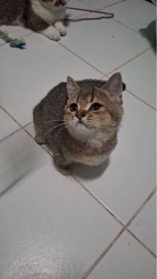 เสือน้อย รูปที่ 8