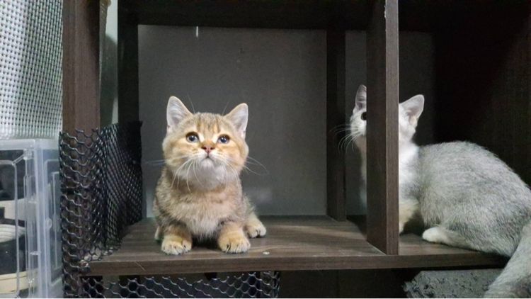 เสือน้อย