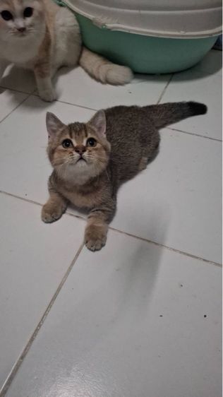 เสือน้อย รูปที่ 11