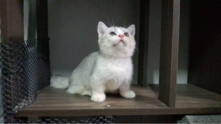 ต้าวน้อยนมสด รูปที่ 4