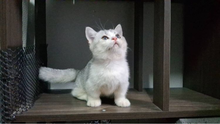 ต้าวน้อยนมสด