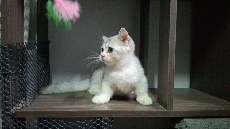 ต้าวน้อยนมสด รูปที่ 2