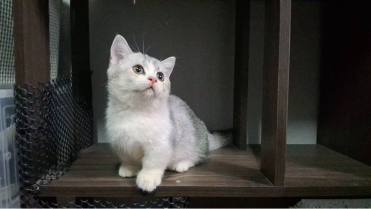 ต้าวน้อยนมสด รูปที่ 8