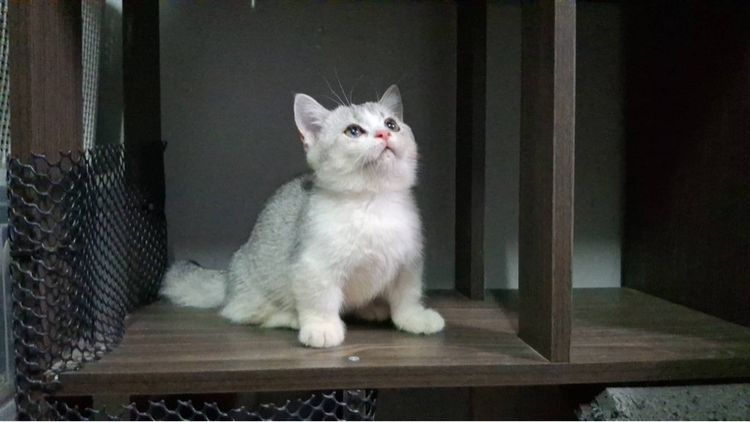 ต้าวน้อยนมสด รูปที่ 3