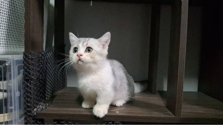 ต้าวน้อยนมสด รูปที่ 9