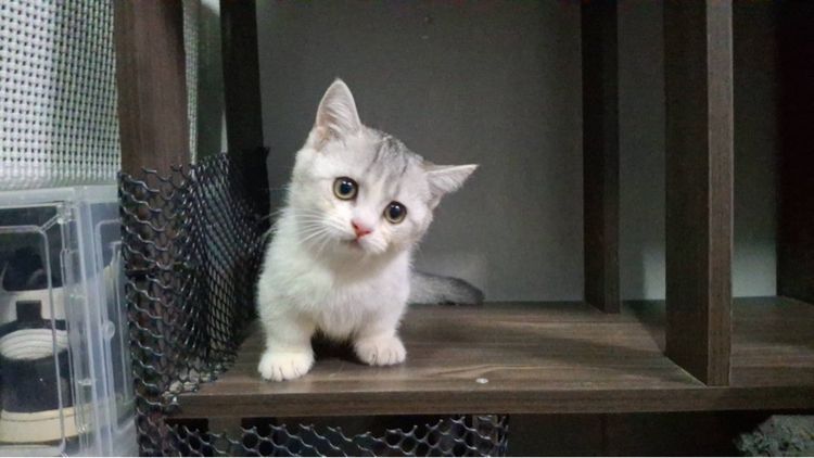 ต้าวน้อยนมสด รูปที่ 7