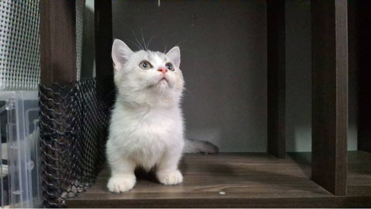 ต้าวน้อยนมสด รูปที่ 6