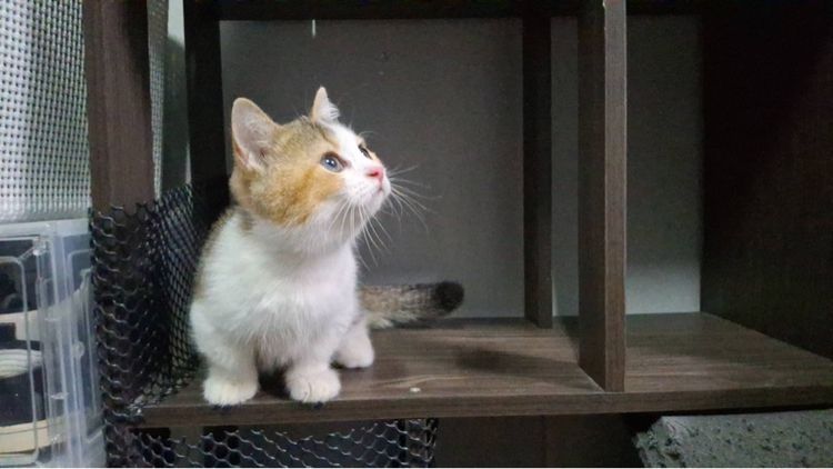 ต้าวน้อยไข่ตุ๋น รูปที่ 6