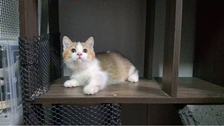 ต้าวน้อยไข่ตุ๋น รูปที่ 10