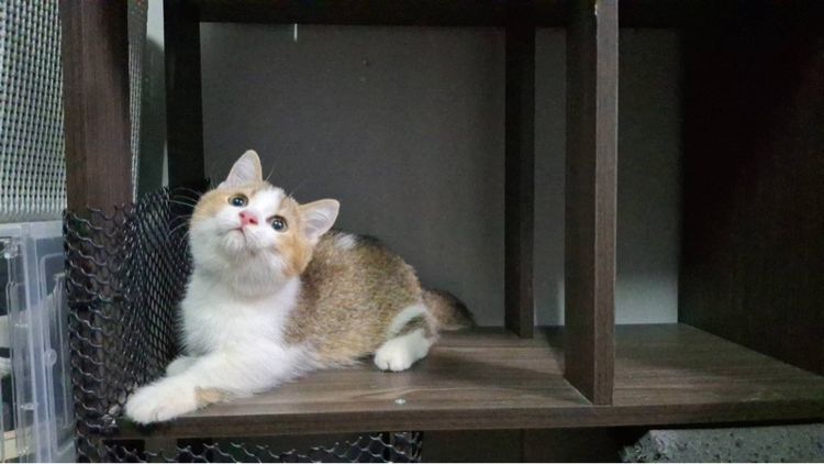 ต้าวน้อยไข่ตุ๋น รูปที่ 9