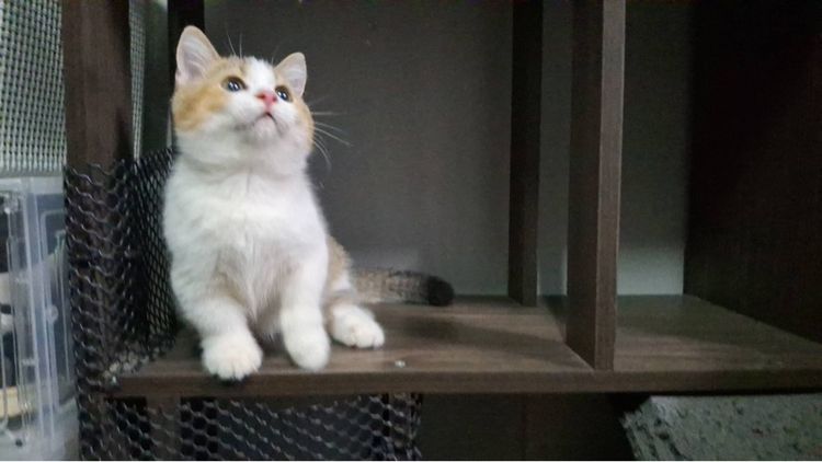 ต้าวน้อยไข่ตุ๋น รูปที่ 5