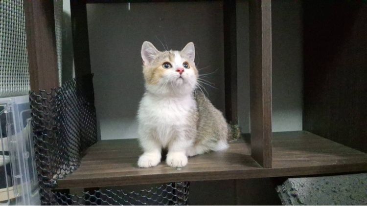 ต้าวน้อยไข่ตุ๋น รูปที่ 11