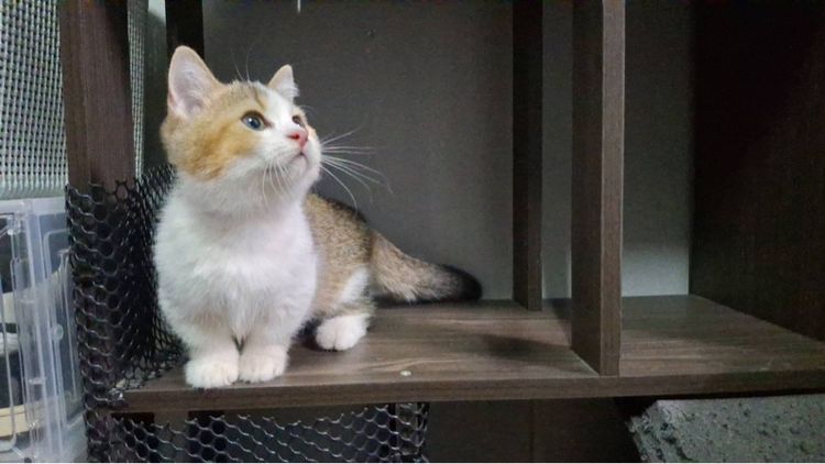 ต้าวน้อยไข่ตุ๋น รูปที่ 8