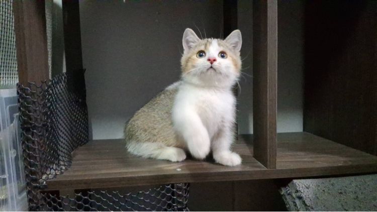 ต้าวน้อยไข่ตุ๋น