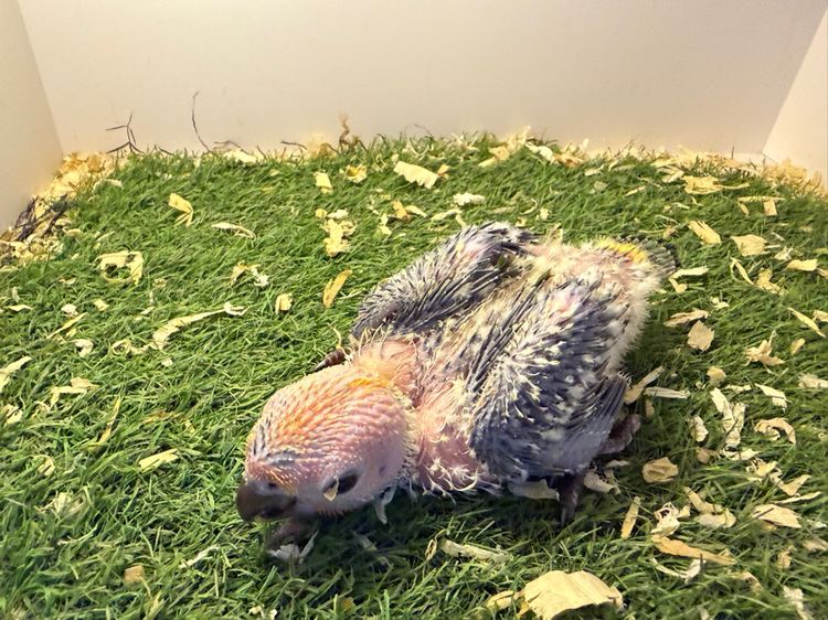 ลูกป้อนซันคอนัวร์ รูปที่ 2