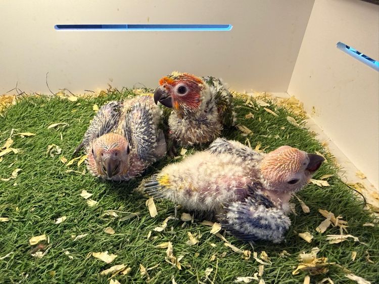 ลูกป้อนซันคอนัวร์ รูปที่ 7