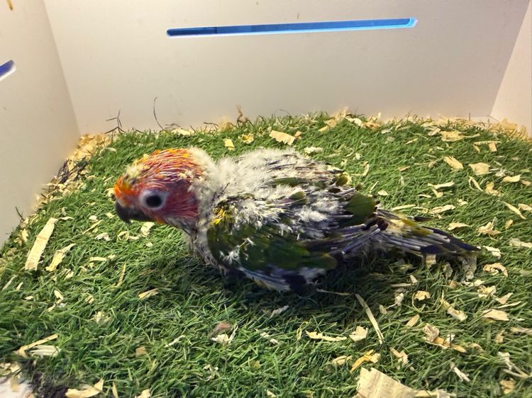 ลูกป้อนซันคอนัวร์ รูปที่ 5