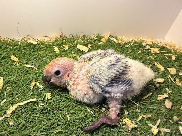 ลูกป้อนซันคอนัวร์