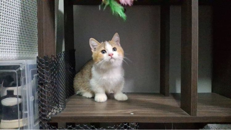 ต้าวน้อยทองหยอด