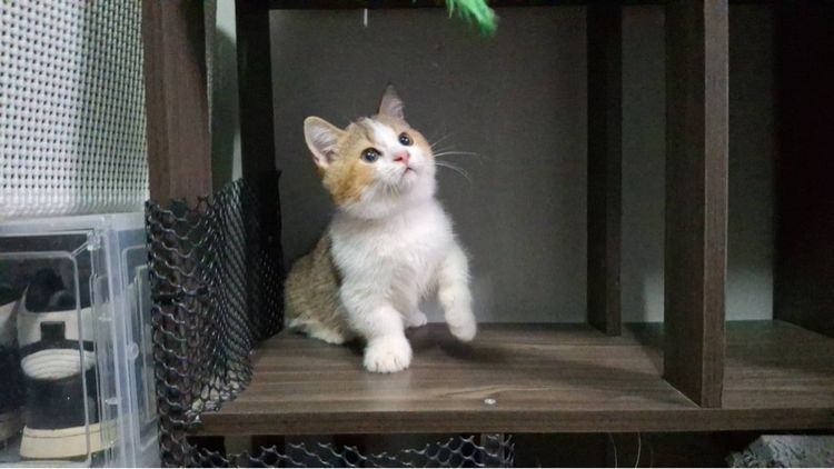 ต้าวน้อยทองหยอด รูปที่ 3