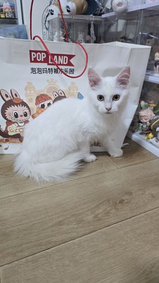 แมวเมนคูนแท้ รูปที่ 9