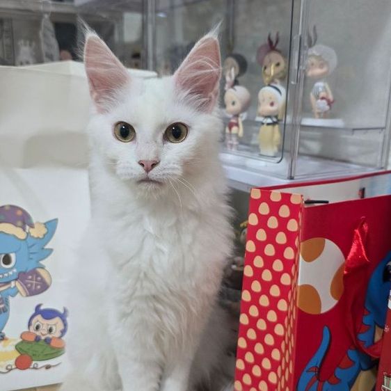 เมนคูน (Maine Coon) แมวเมนคูนแท้
