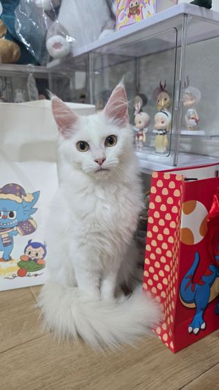 แมวเมนคูนแท้ รูปที่ 4