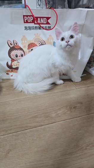 แมวเมนคูนแท้ รูปที่ 8