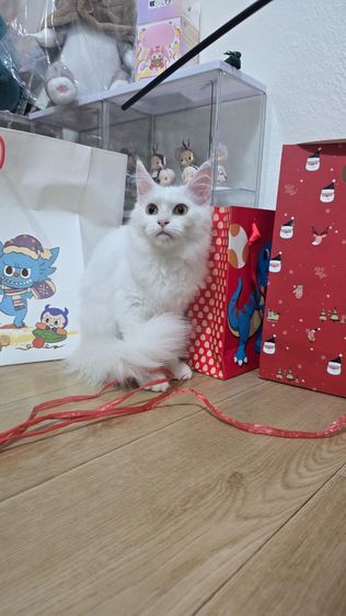 แมวเมนคูนแท้ รูปที่ 6