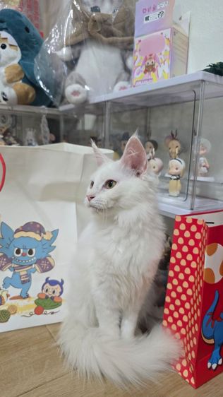 แมวเมนคูนแท้ รูปที่ 3